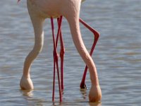 Flamingo's : Europa, Nat. park Donana, Reisen, Spanje, europa